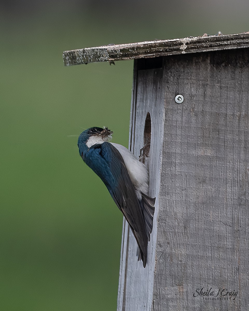 Tree Swallow - ML622845908