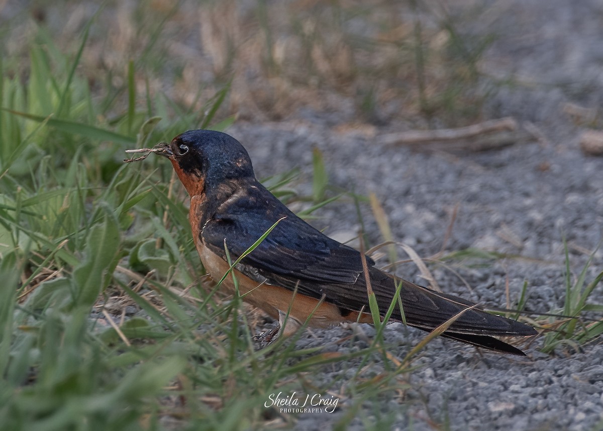 Barn Swallow - ML622845928