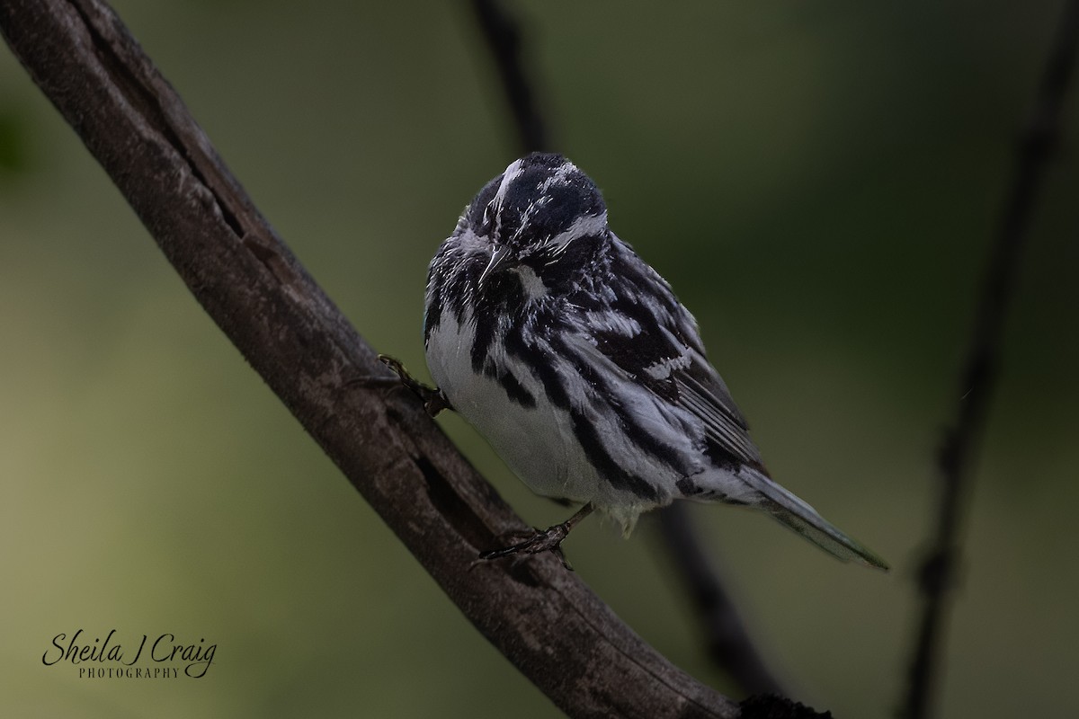 Black-and-white Warbler - ML622845931