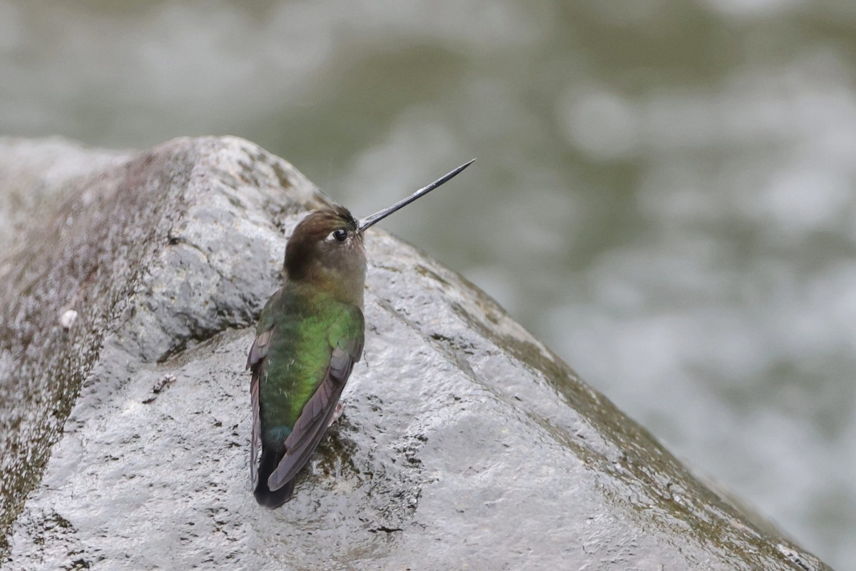 Green-fronted Lancebill - ML622845951