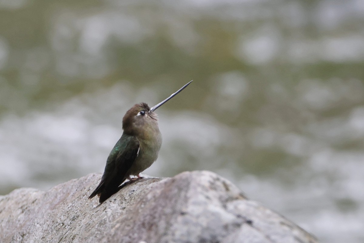 Green-fronted Lancebill - ML622845952