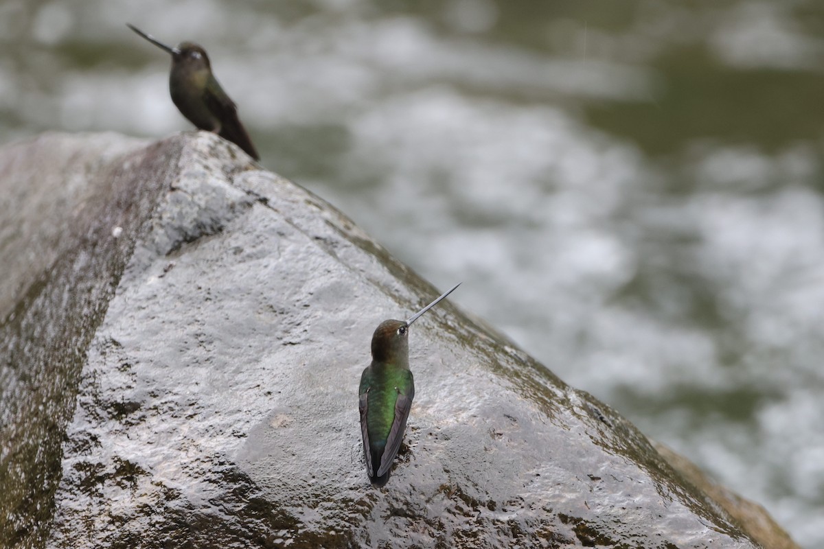 Green-fronted Lancebill - ML622845956