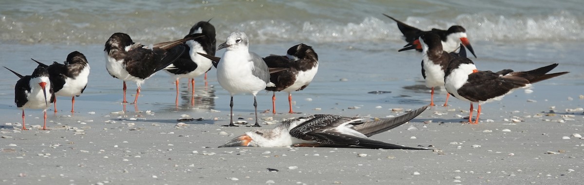 Black Skimmer - Lilian Saul