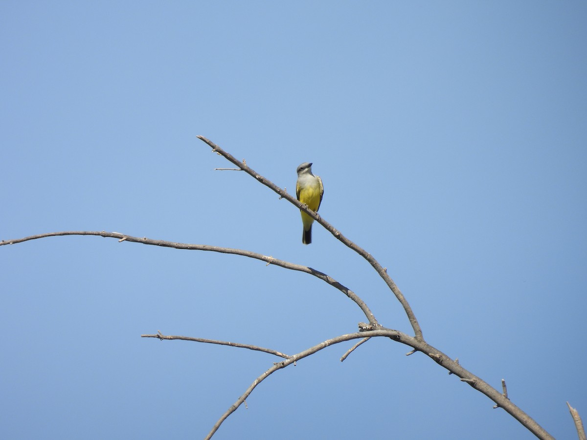 Western Kingbird - Alexis Fernando Salazar García