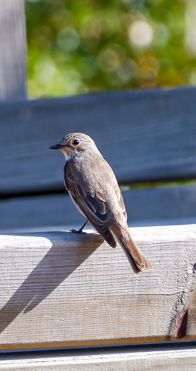 Spotted Flycatcher - Mehmet Erarslan