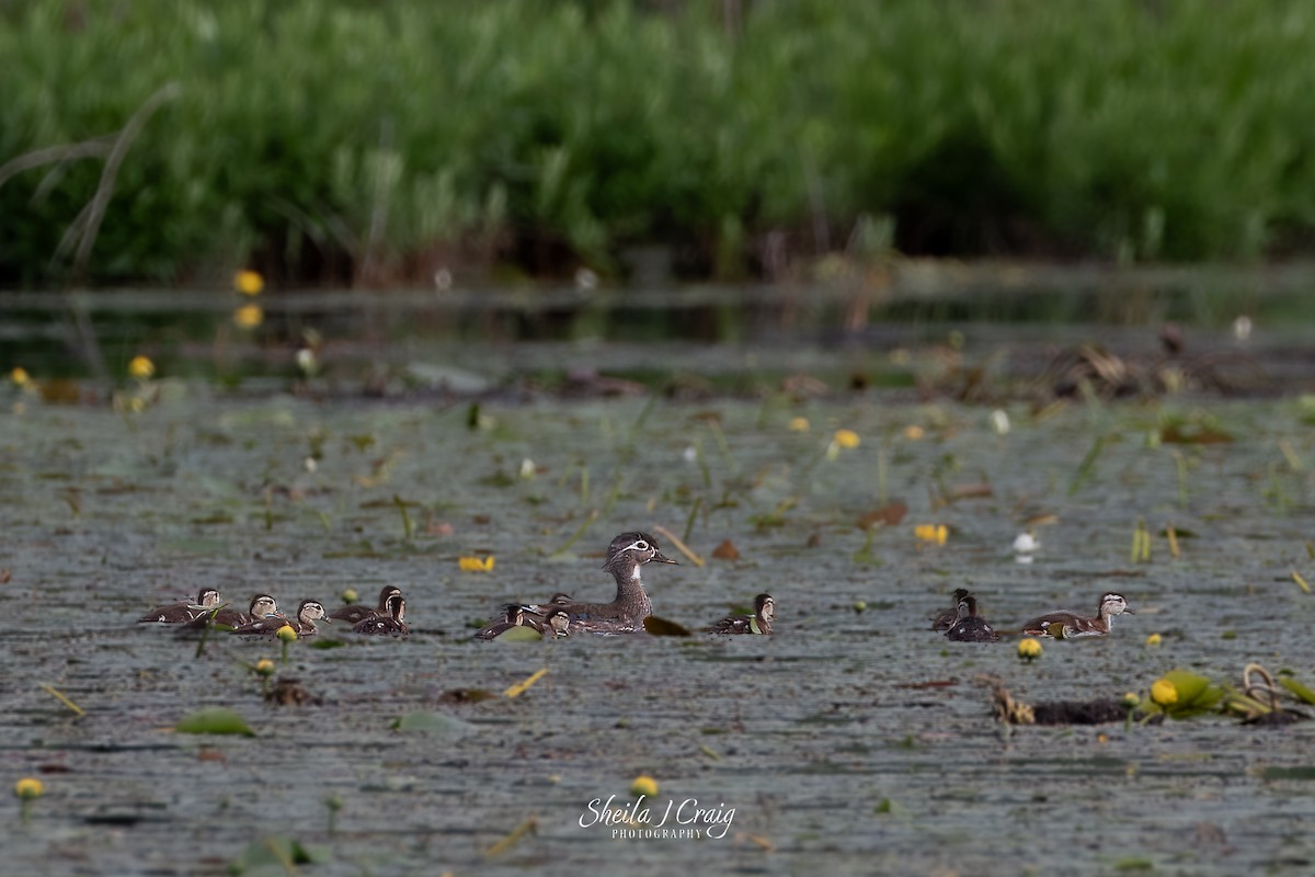 Wood Duck - ML622846008