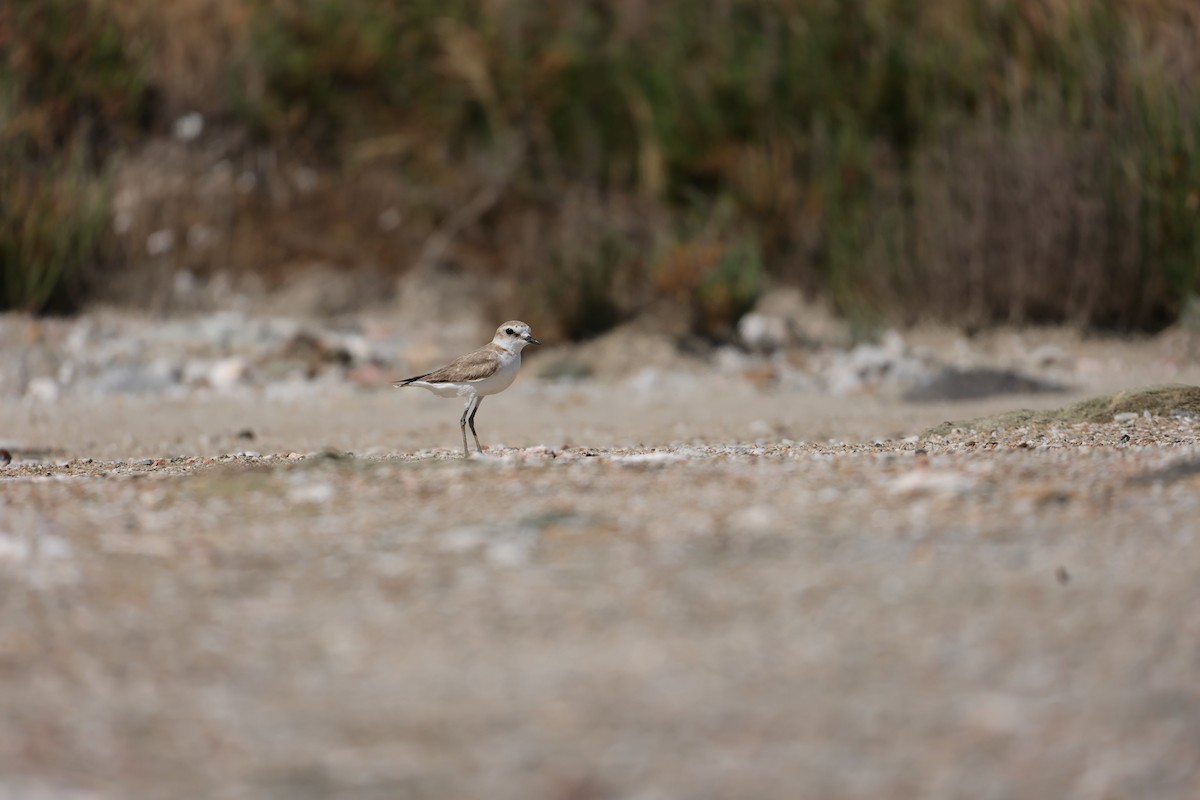 Kentish Plover - Luca Finger