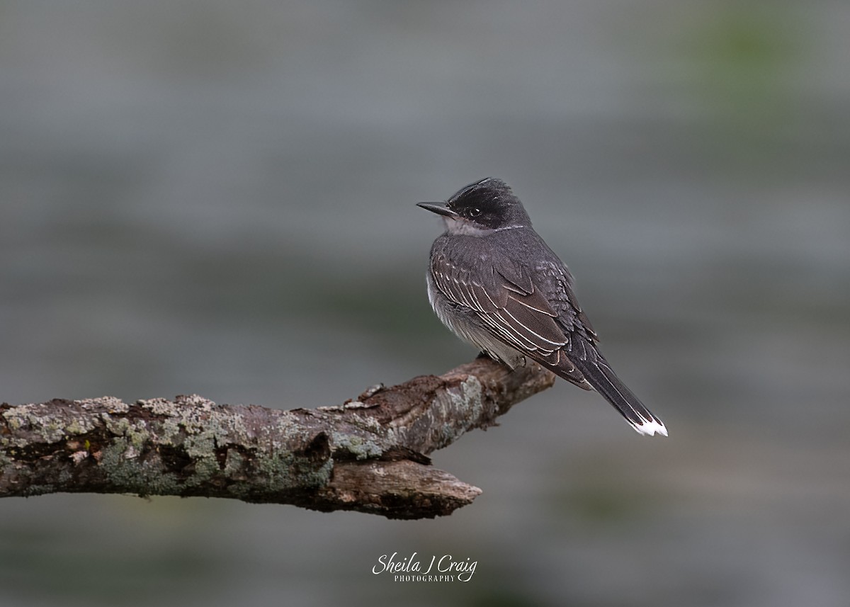 Eastern Kingbird - ML622846014