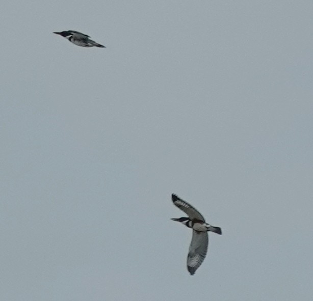 Belted Kingfisher - Lilian Saul