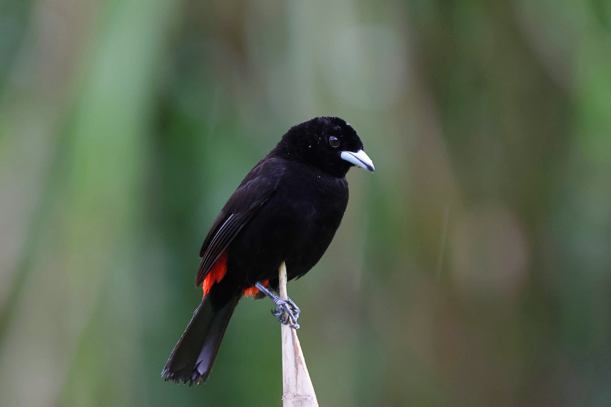 Scarlet-rumped Tanager - ML622846031