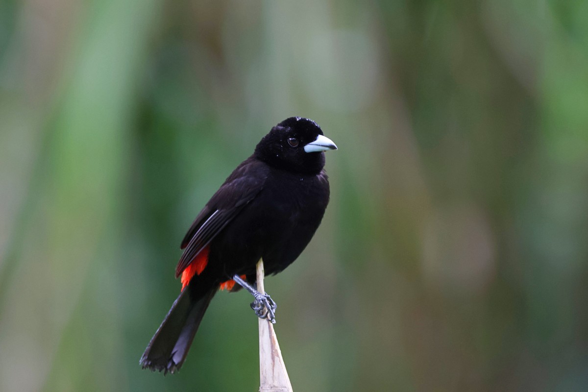 Scarlet-rumped Tanager - ML622846032