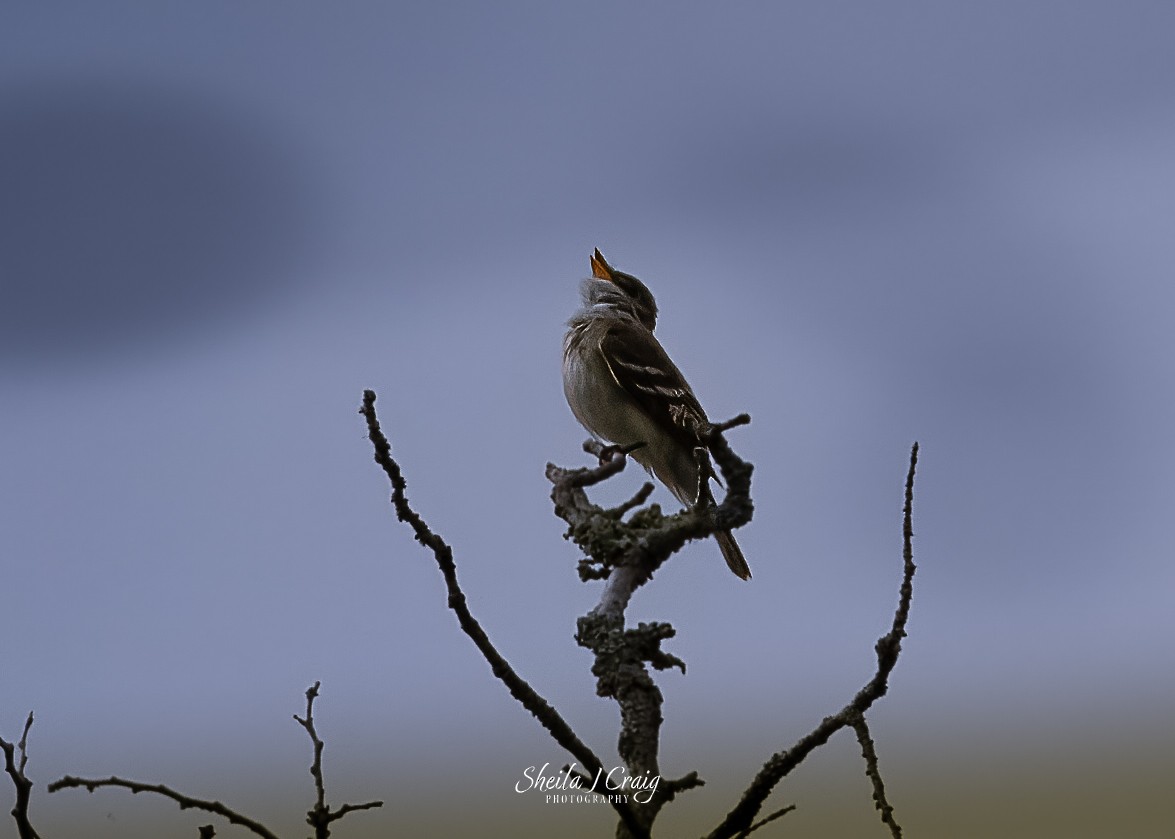 Alder Flycatcher - Sheila Craig