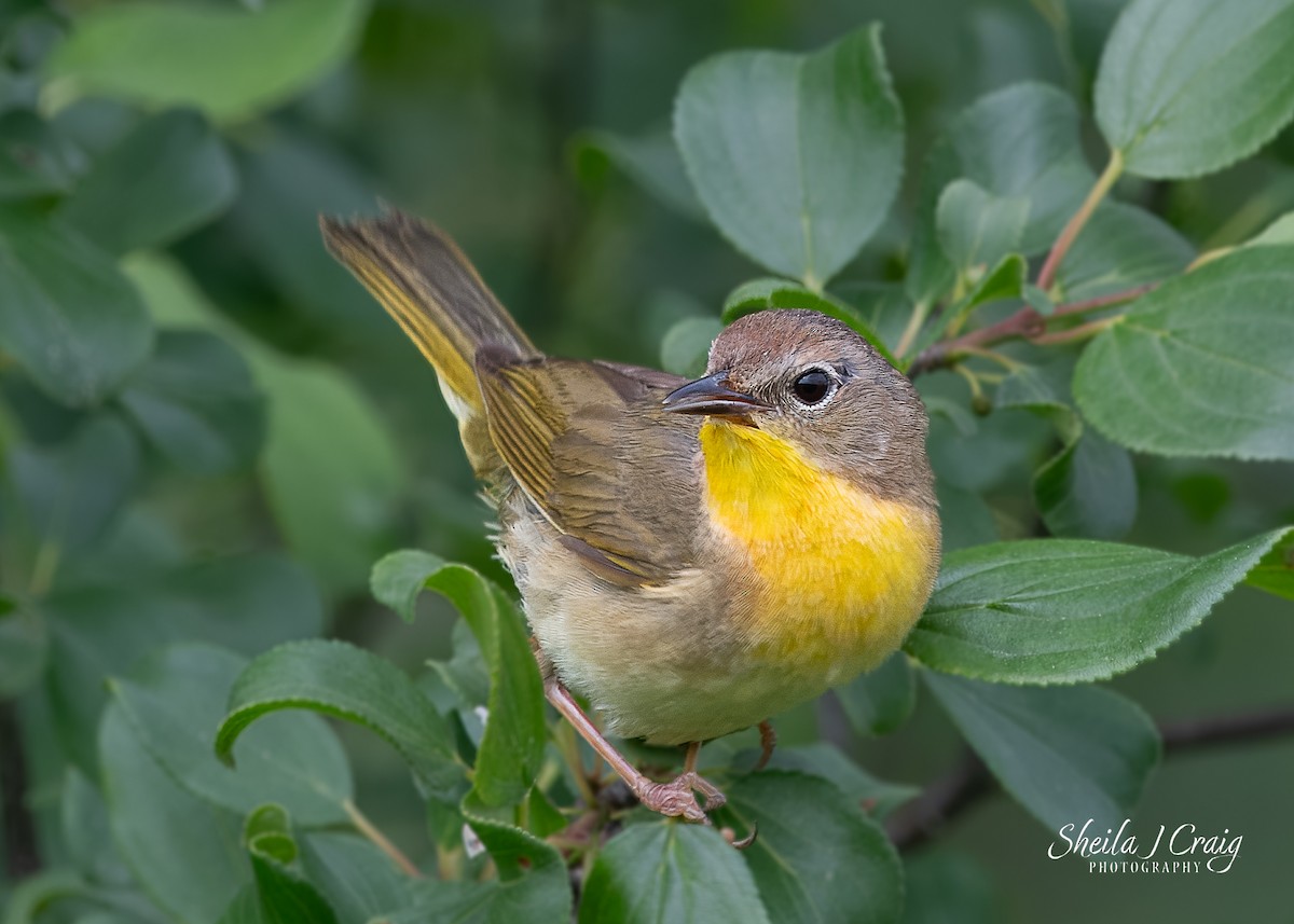 Common Yellowthroat - ML622846079