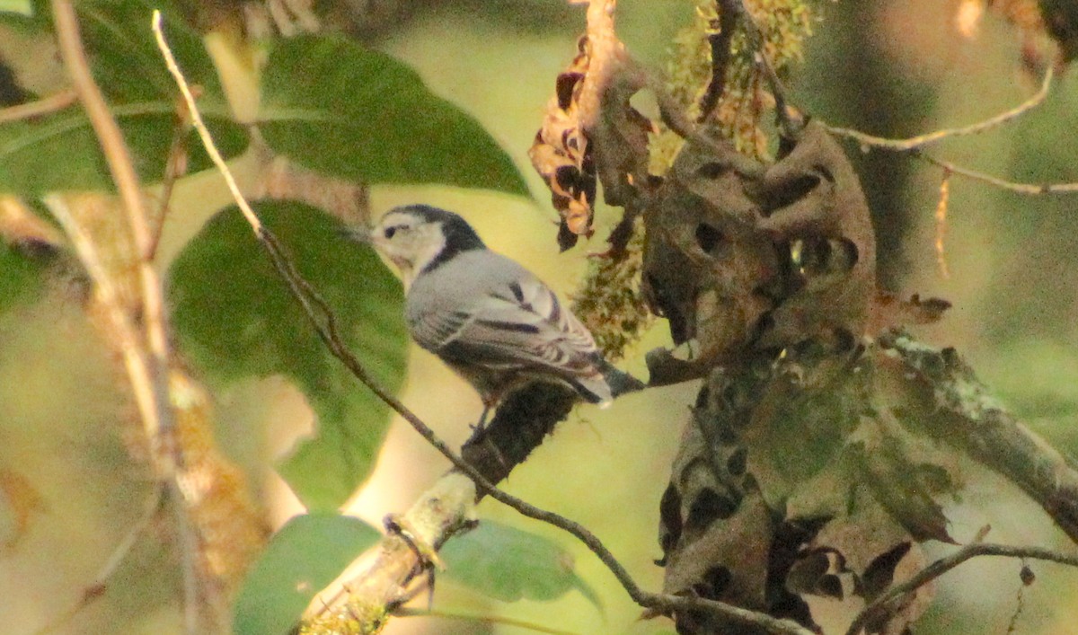 White-breasted Nuthatch - ML622846090