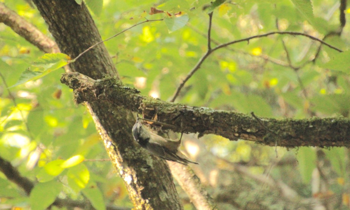 White-breasted Nuthatch - ML622846092