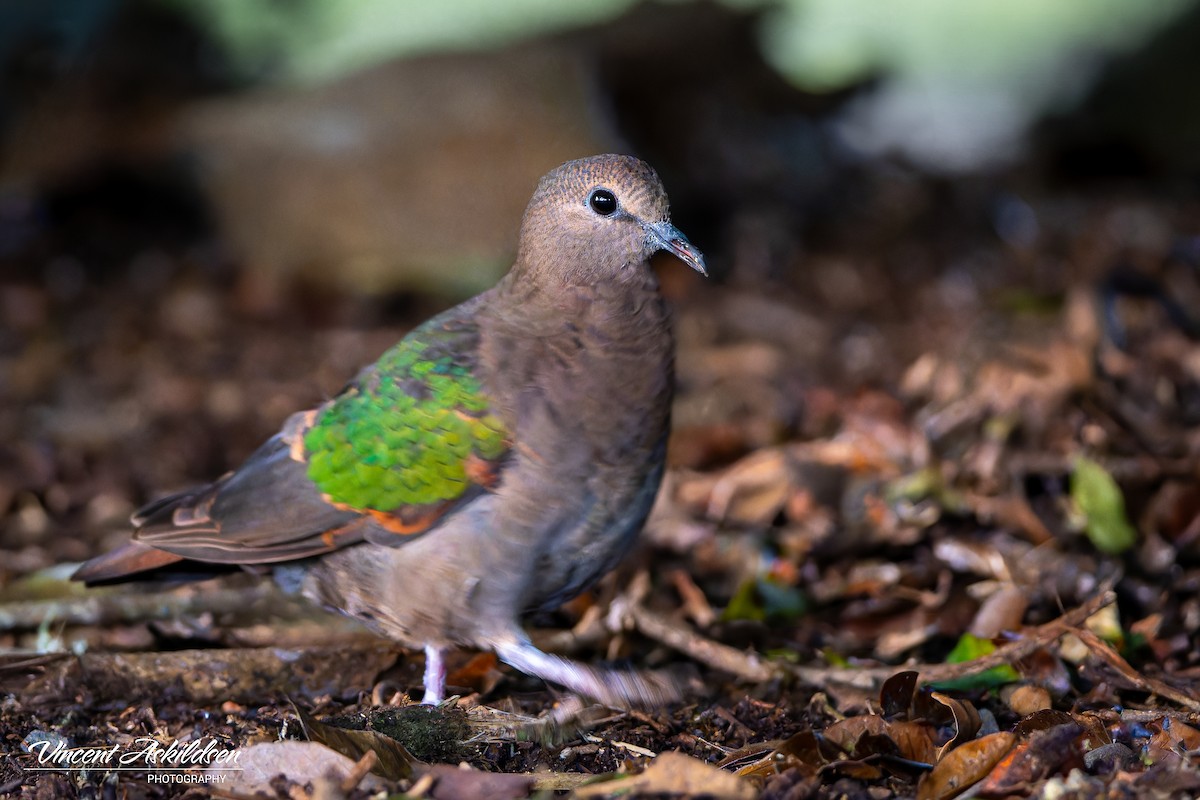 Pacific Emerald Dove - ML622846111