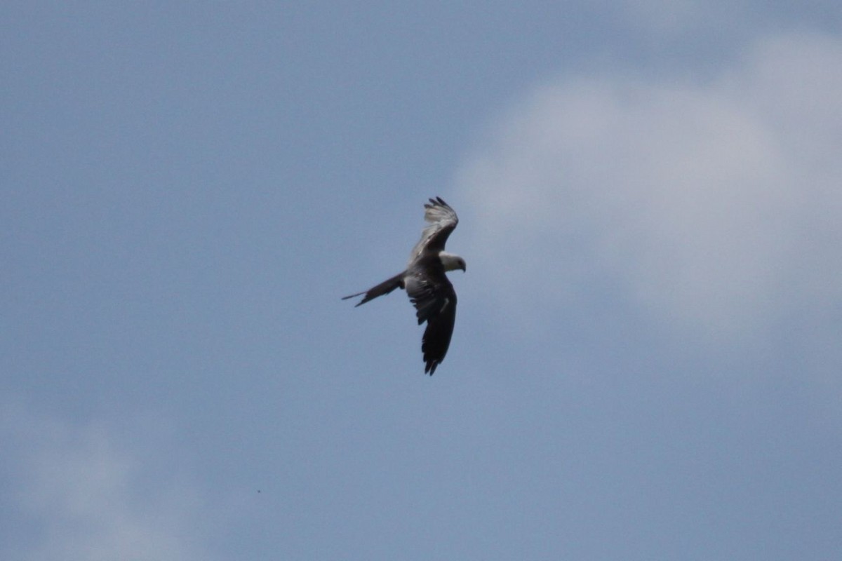 Swallow-tailed Kite - ML622846142