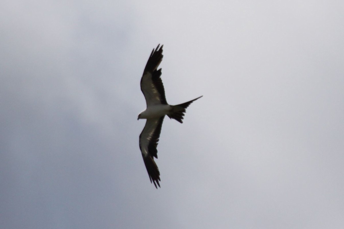 Swallow-tailed Kite - ML622846143