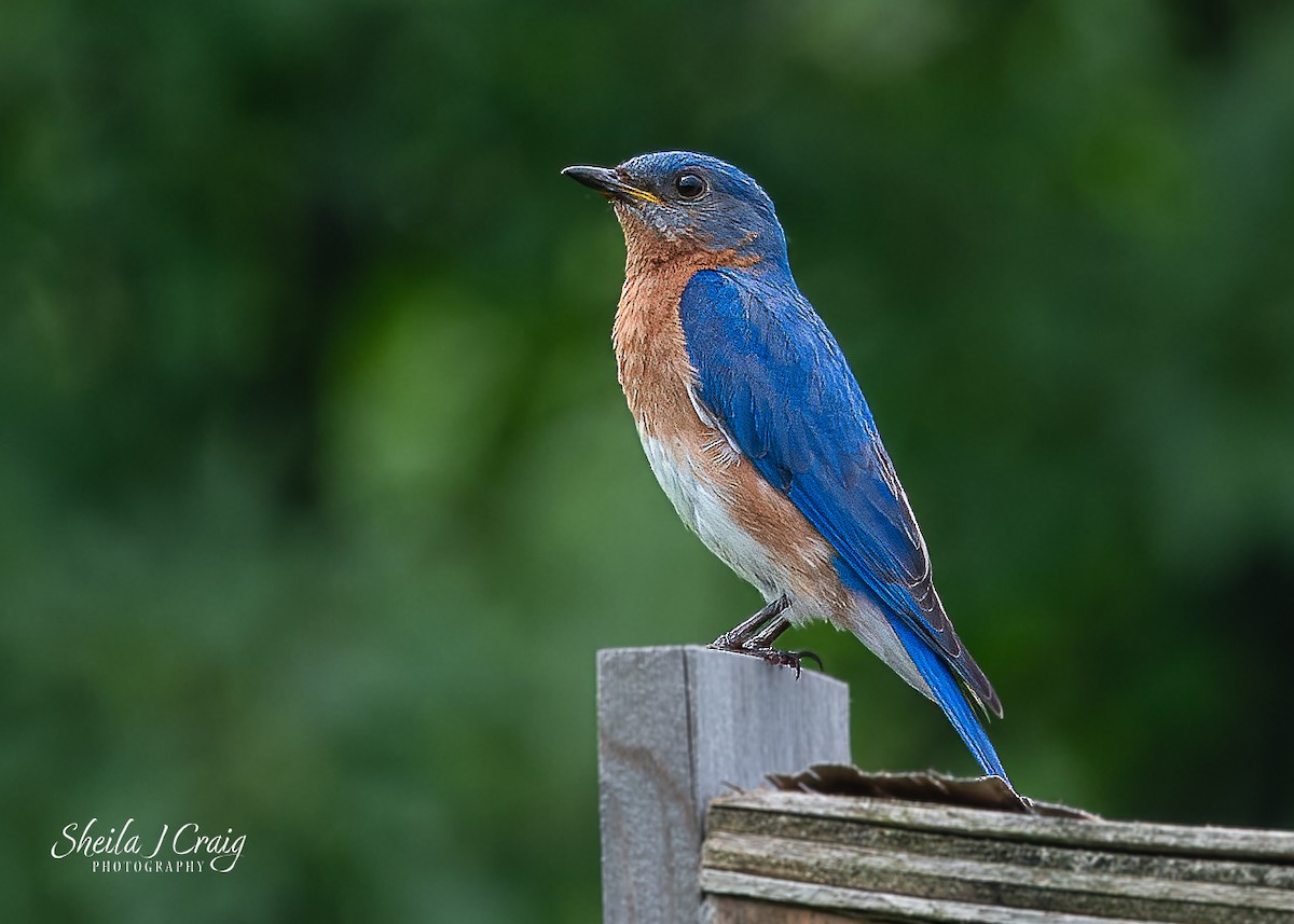 Eastern Bluebird - ML622846152