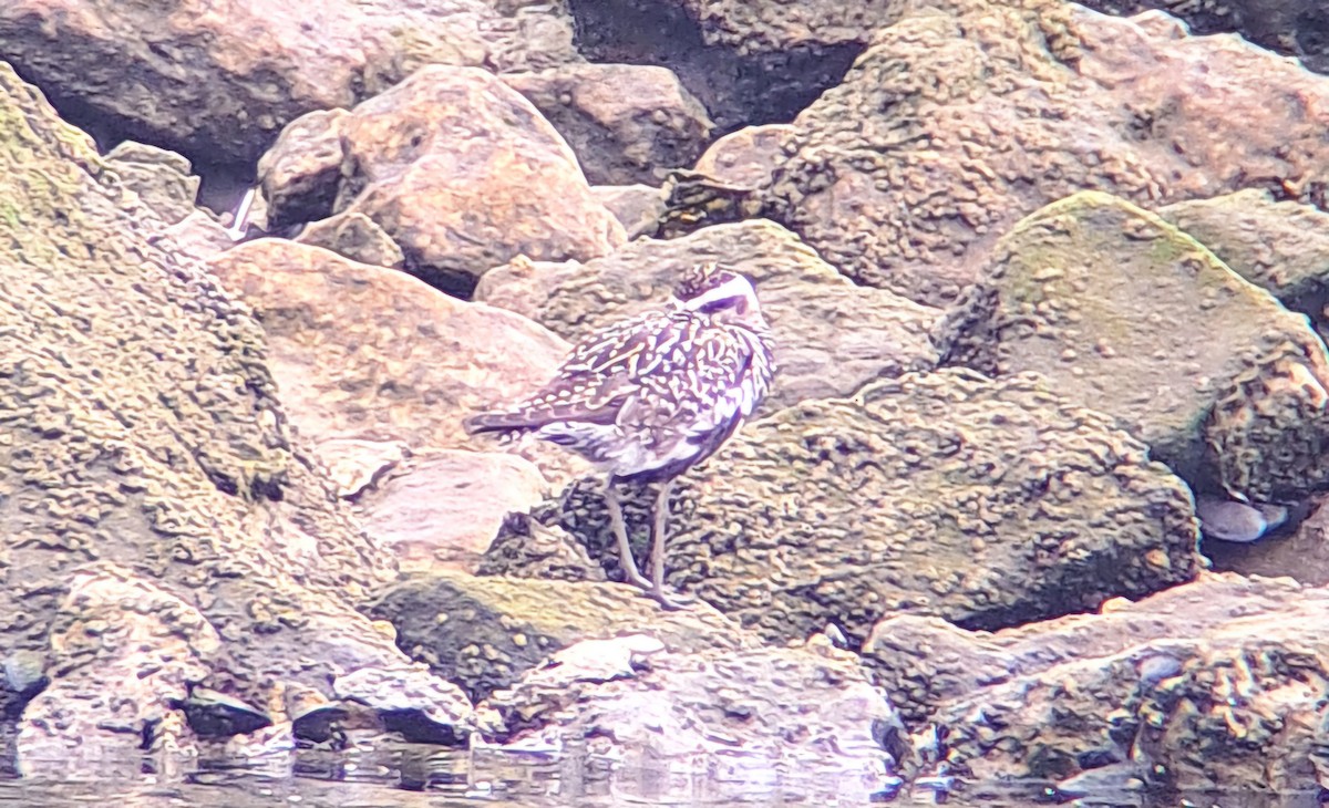 Pacific Golden-Plover - Kerry Ross