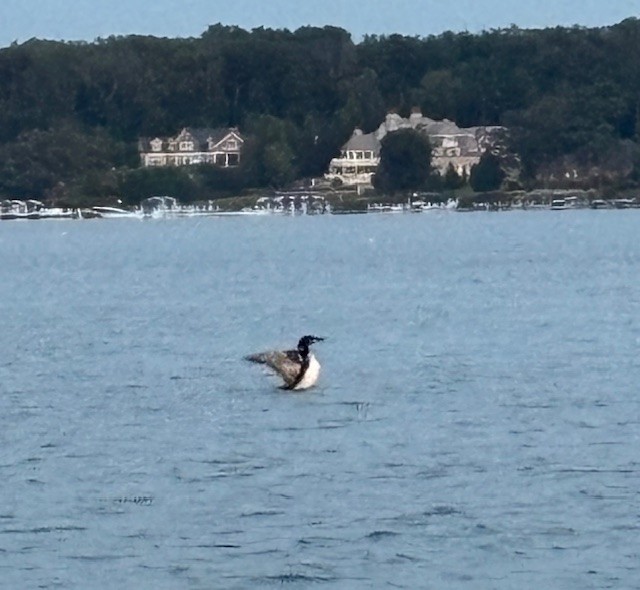 Common Loon - ML622846188