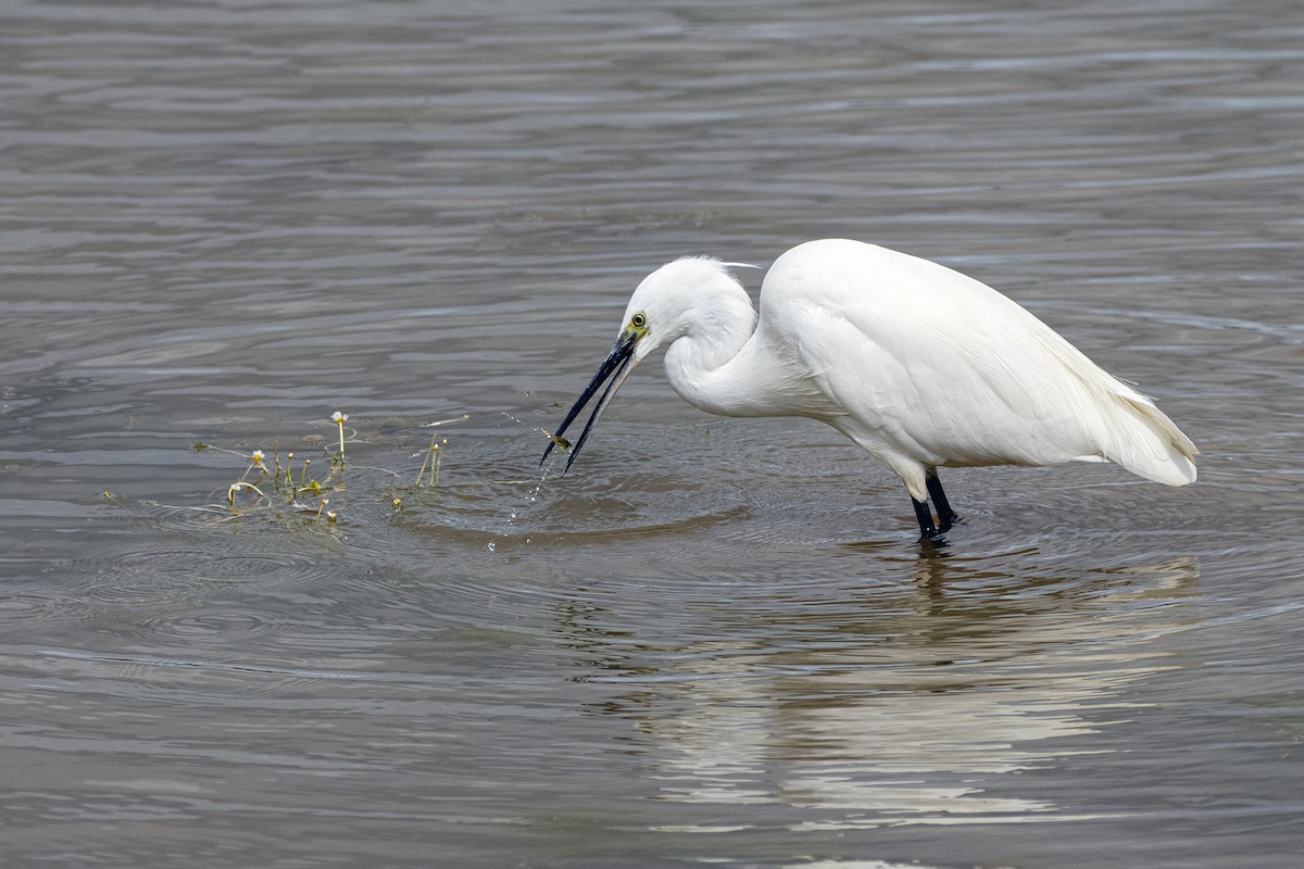 Little Egret - Richard Styles