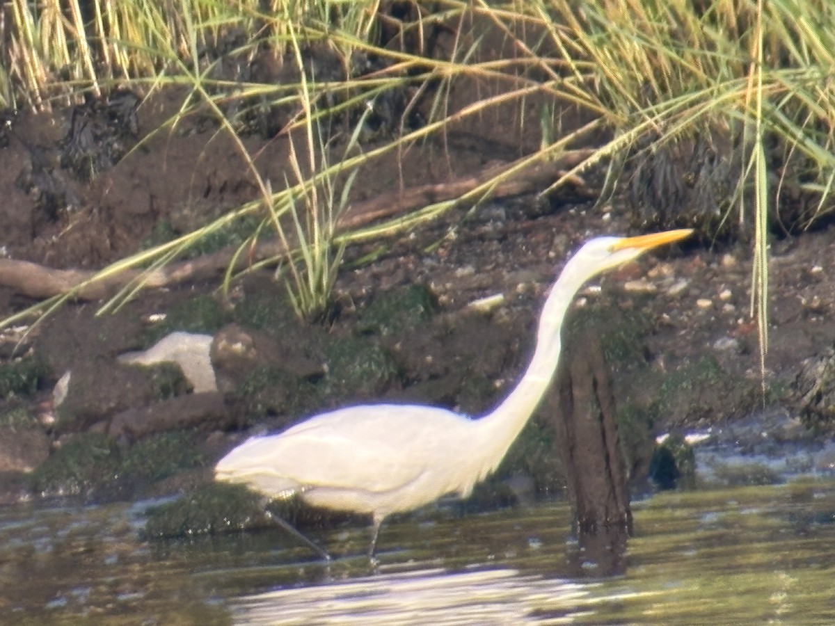 Great Egret - David Bernstein