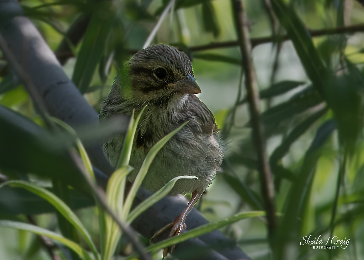 Song Sparrow - ML622846326