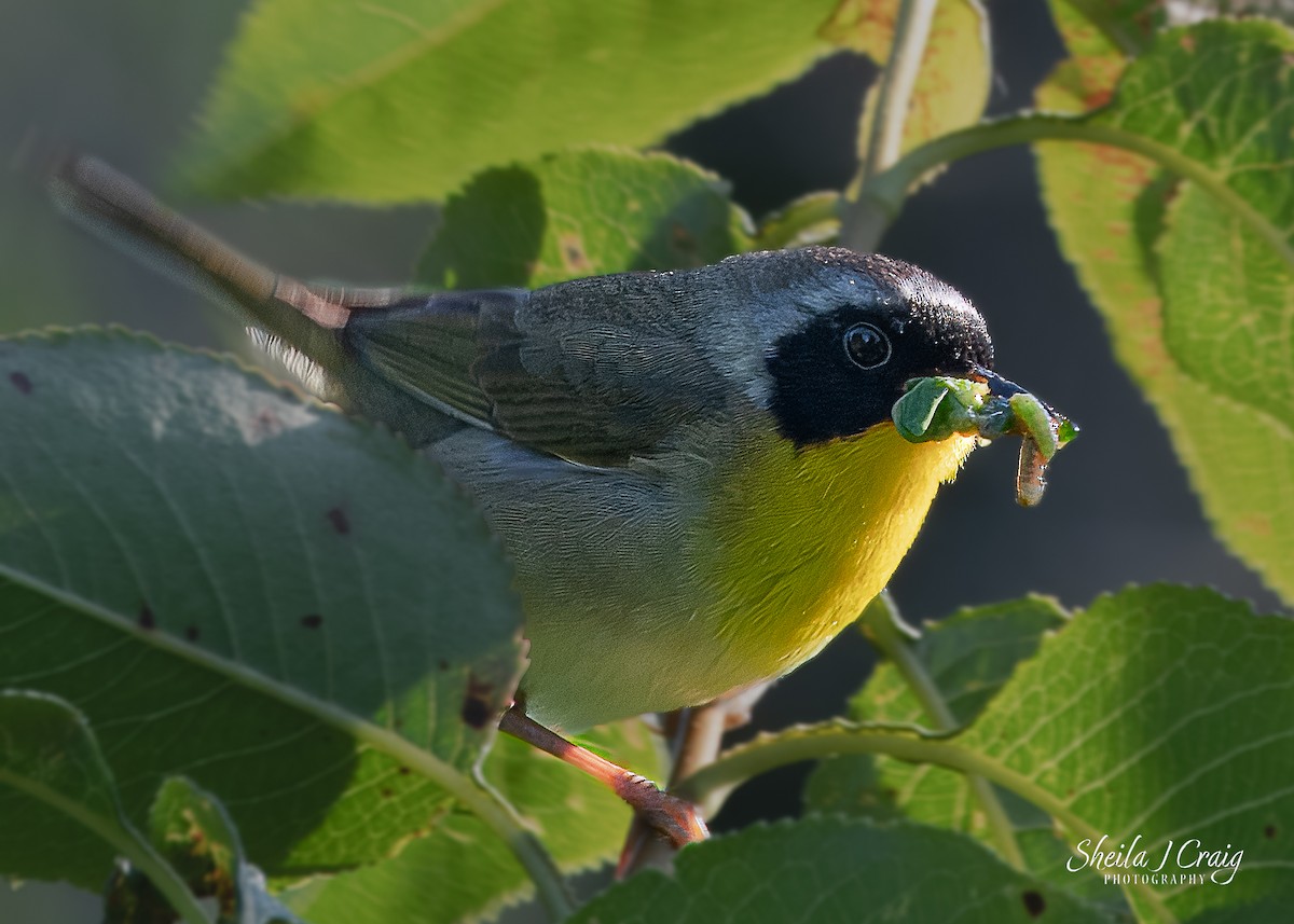 Common Yellowthroat - ML622846358