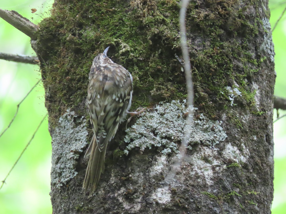 Brown Creeper - ML622846371