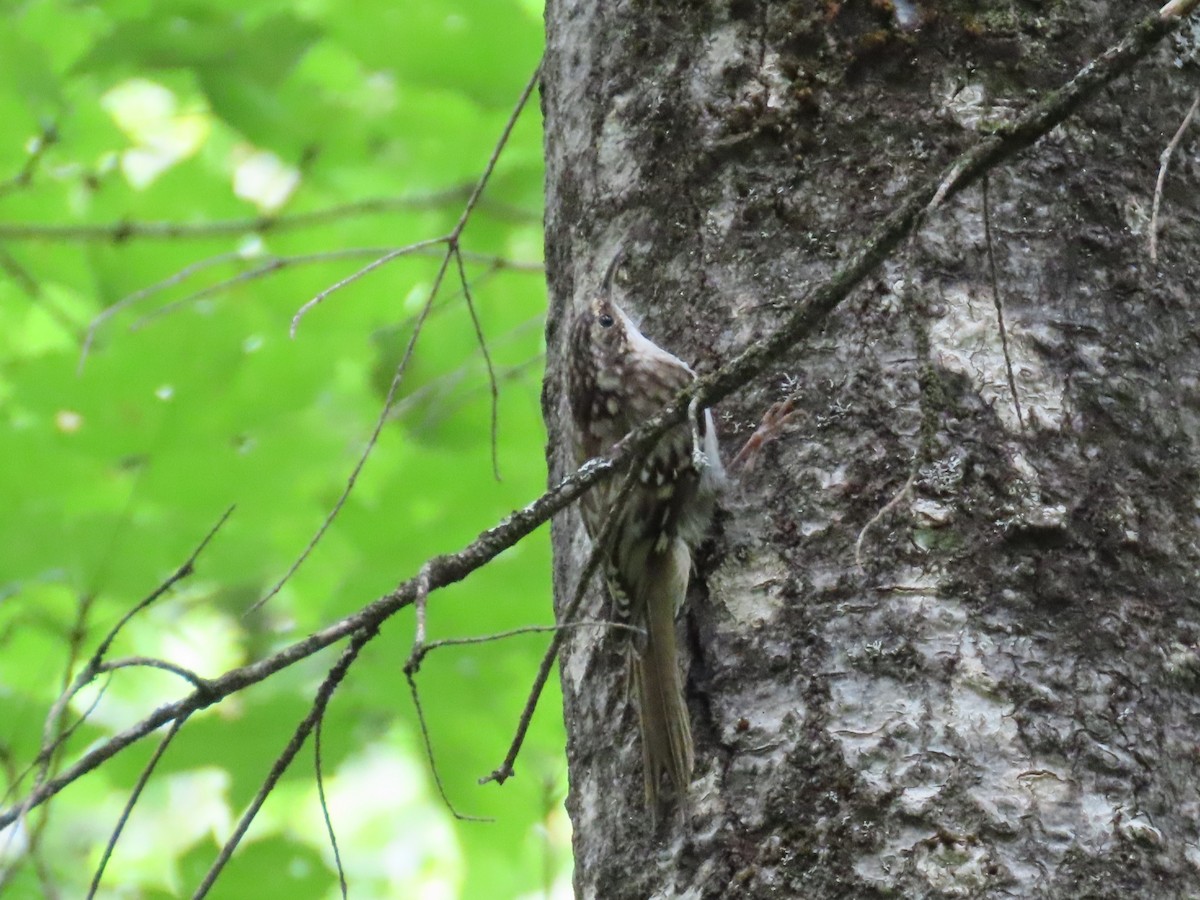 Brown Creeper - ML622846372