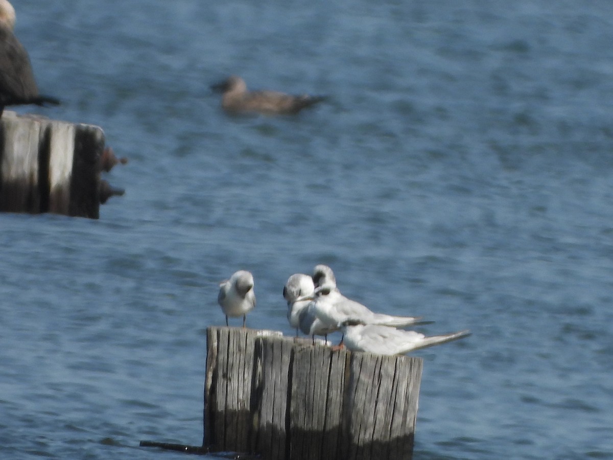 Forster's Tern - ML622846396