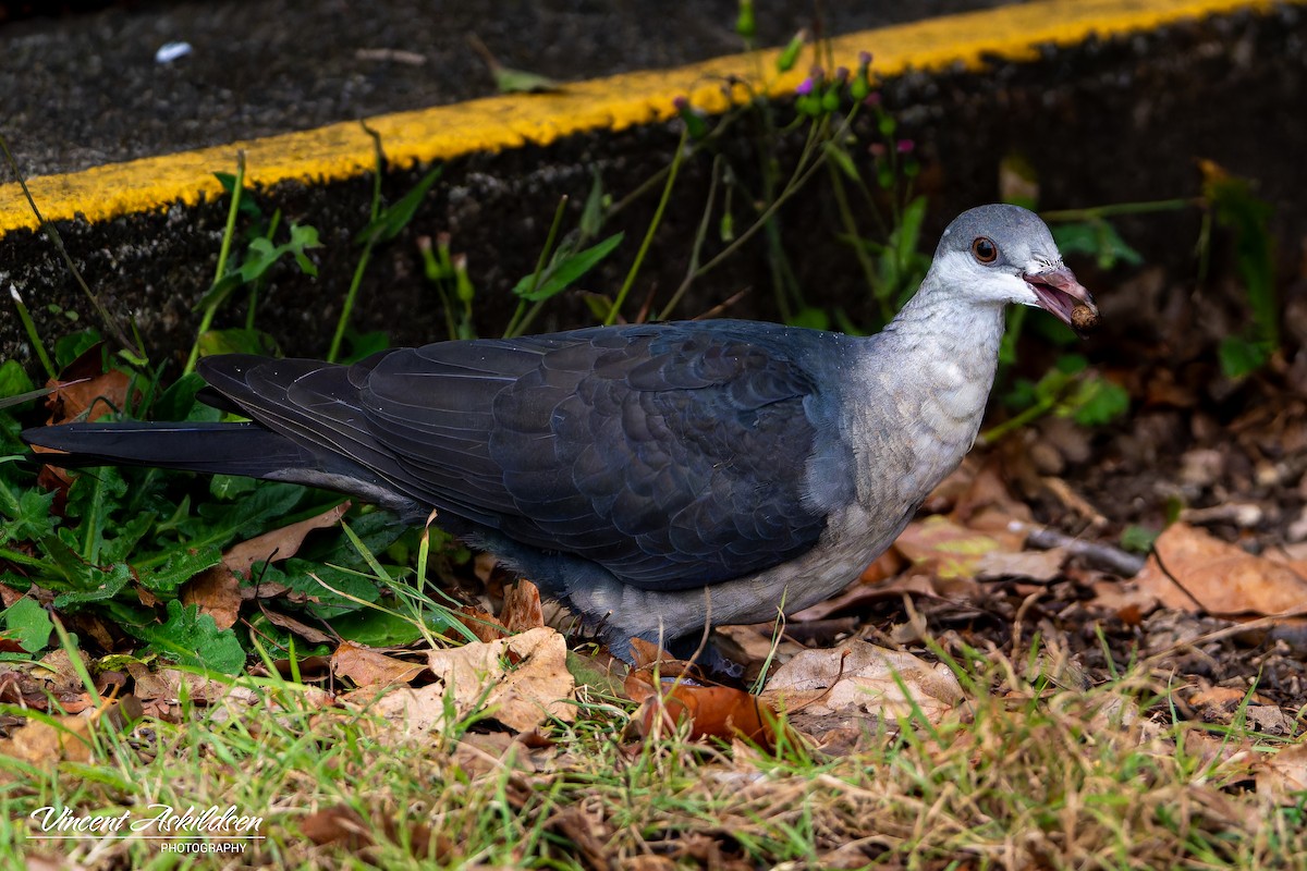 White-headed Pigeon - ML622846457