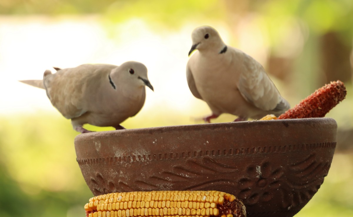 Eurasian Collared-Dove - Charlotte Croshaw