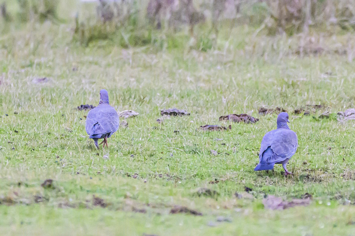 Picazuro Pigeon - Amed Hernández