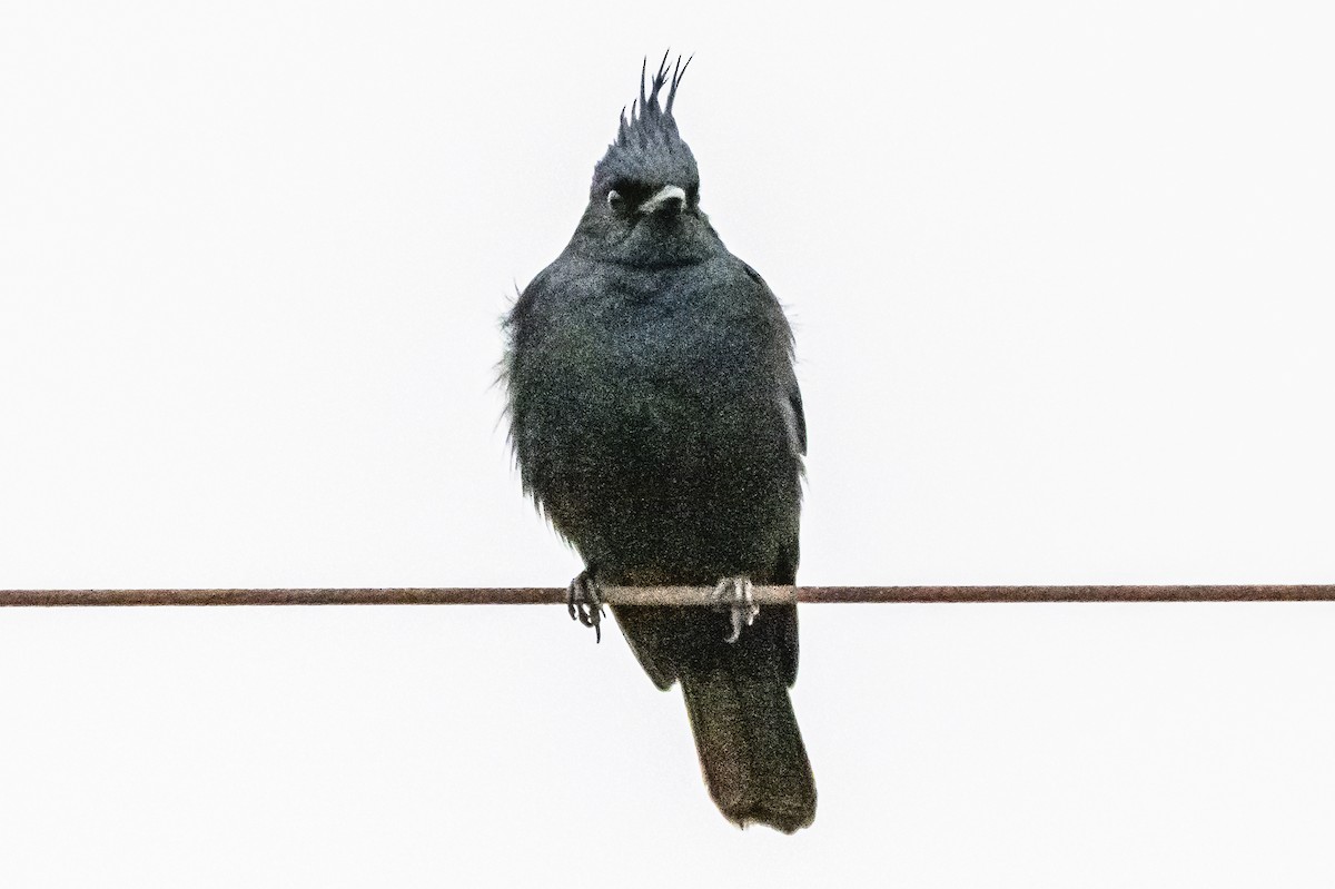 Crested Black-Tyrant - ML622846611