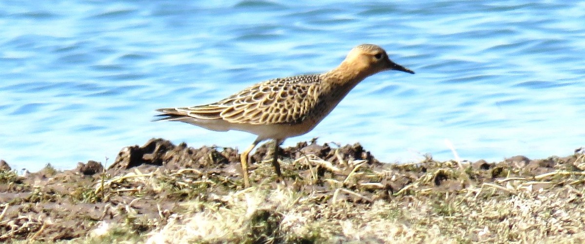 Buff-breasted Sandpiper - ML622846695