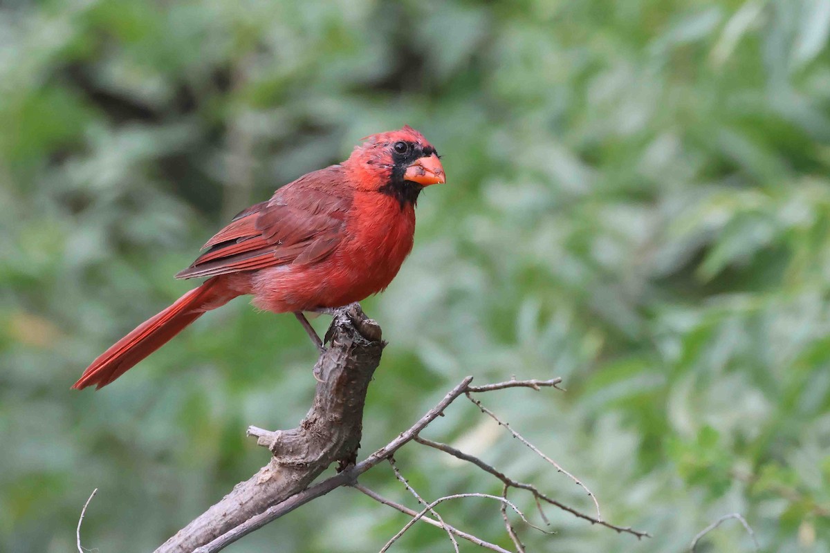 Cardinal rouge (groupe cardinalis) - ML622846733