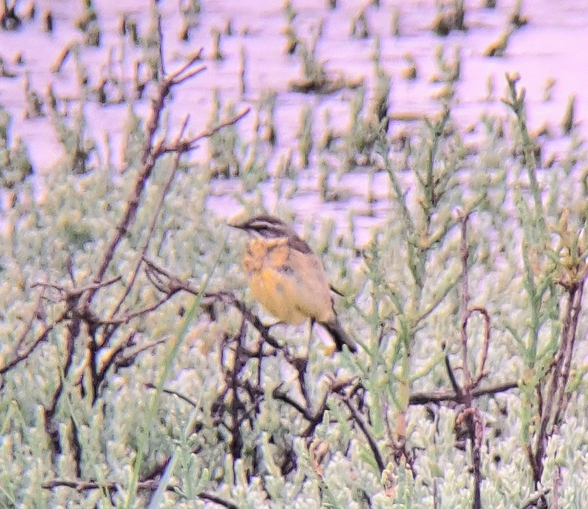 Eastern Yellow Wagtail - ML622846778