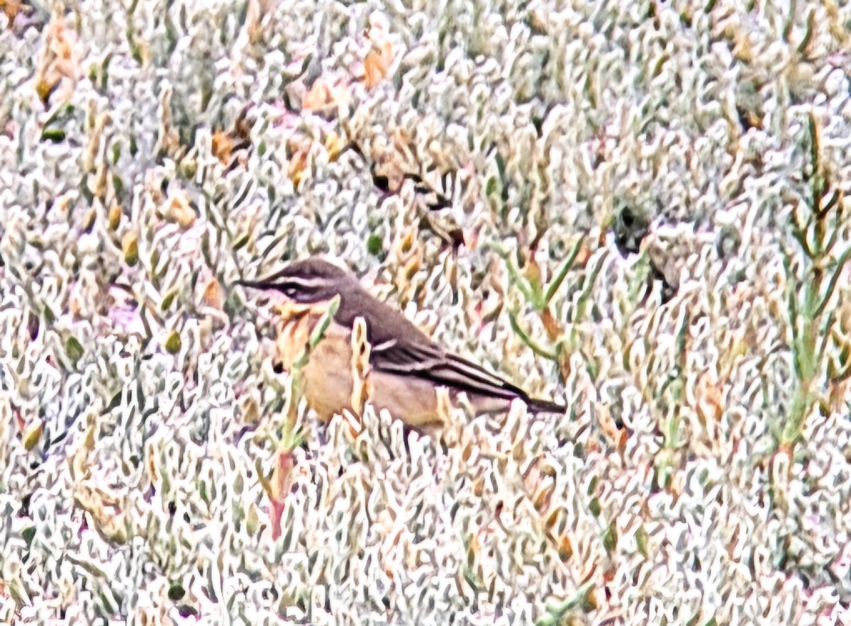 Eastern Yellow Wagtail - ML622846779