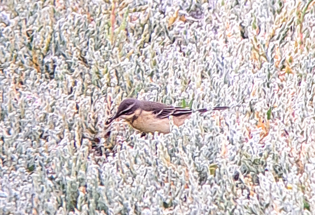 Eastern Yellow Wagtail - ML622846780