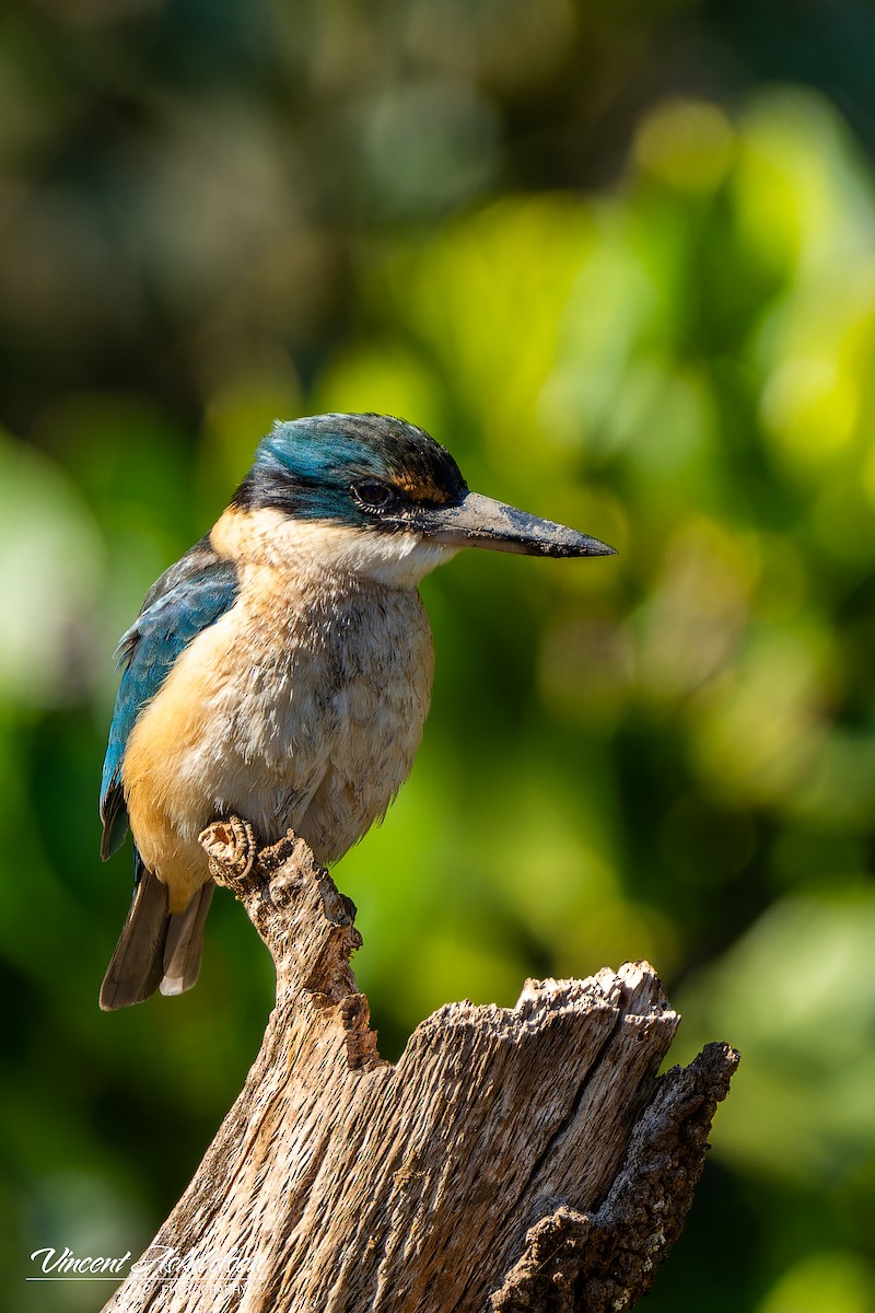 Sacred Kingfisher - ML622846794