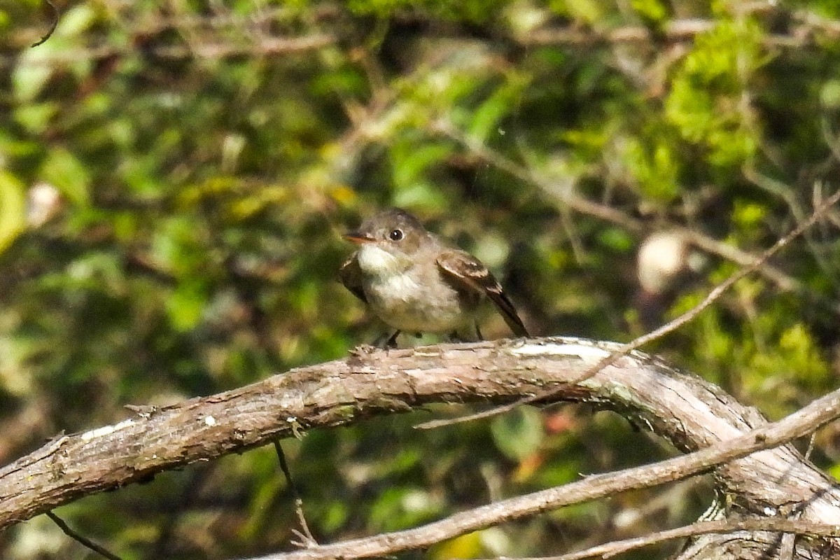 Doğulu Pivi - ML622846797
