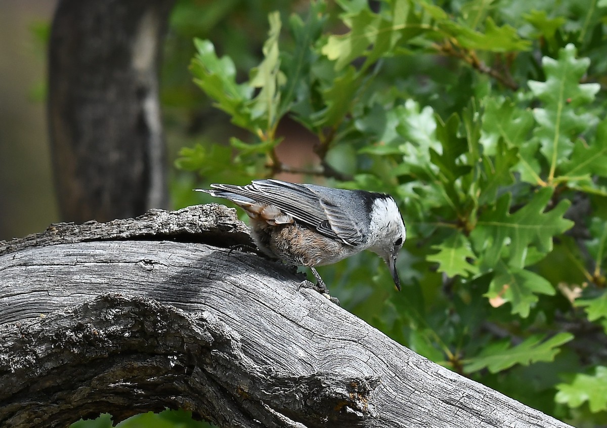 White-breasted Nuthatch - ML622846823