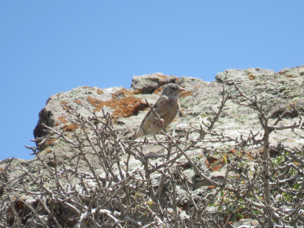 Gray-necked Bunting - ML622846981