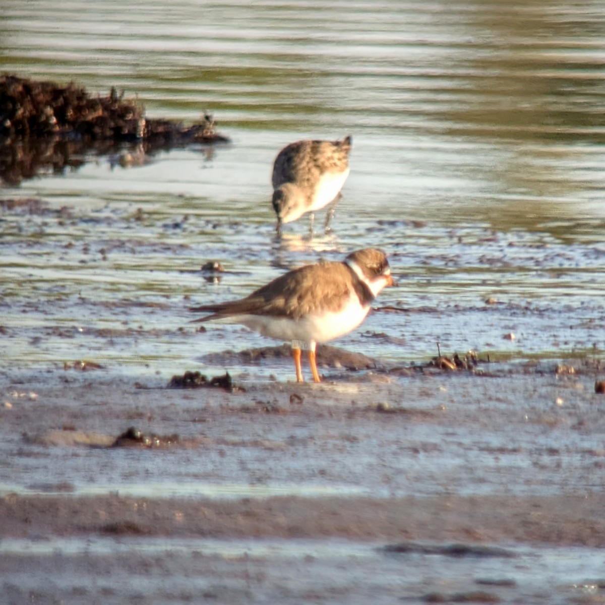 Semipalmated Plover - ML622847012