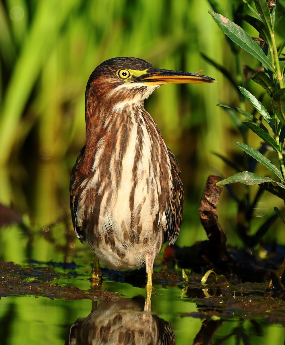 Green Heron - Nik Teichmann