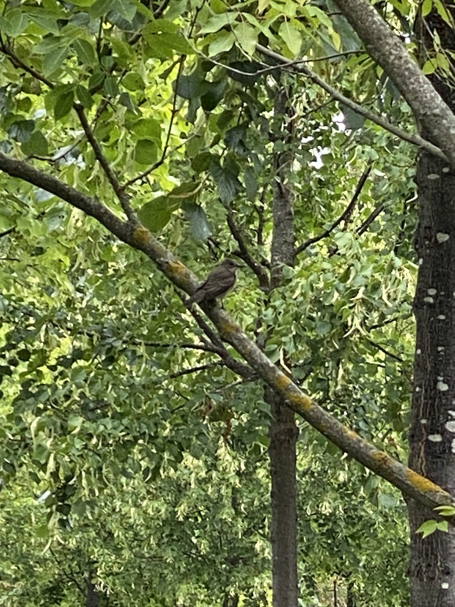 Spotted Flycatcher - Jacob Pogson