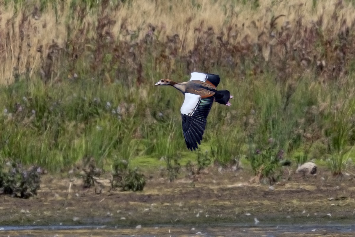 Egyptian Goose - Richard Styles