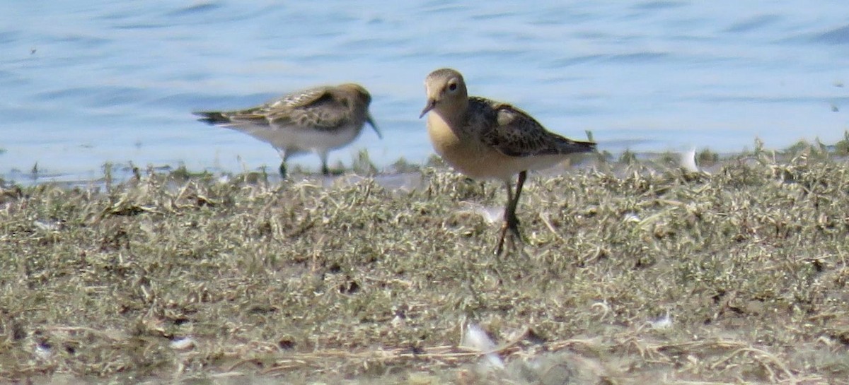 Buff-breasted Sandpiper - shawn richmond